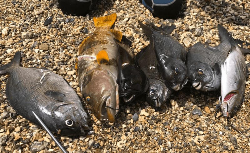 家に持ち帰るなら 海 で下処理を 獲った 釣った 魚の下処理に 大活躍 するオススメ道具を一挙ご紹介 Okiresi オキレジ