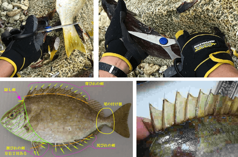 家に持ち帰るならu201d海u201dで下処理を！？獲った（釣った）魚の下処理にu201d大 